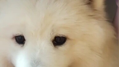 Ahhhhhhhhh Samoyed bisa makan bibi! ! ! ! Ye Gui bodoh, tapi sangat cantik