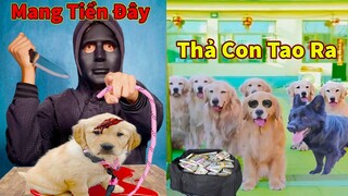 Thú Cưng TV | Trứng Vàng và Trứng Bạc #12 | Chó Golden Gâu Đần thông minh vui nhộn | Pets smart dog