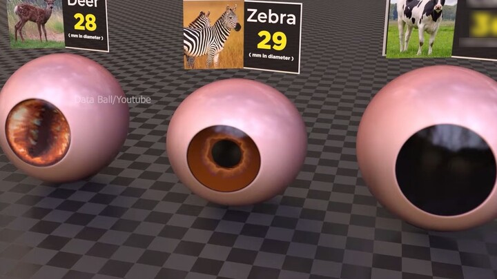 Visualizing eyeball size comparison