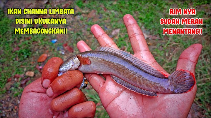 Mancing Ikan Channa Limbata di Kali || UKURAN JUMBO RIM MERAH MENYALA!!