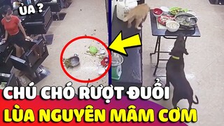 Mãi lo đuổi nhau, chú Chó 'LÙA NGUYÊN MÂM CƠM' khiến con Sen phải ôm 'BỤNG ĐÓI' đi ngủ 🤣 Gâu Đần