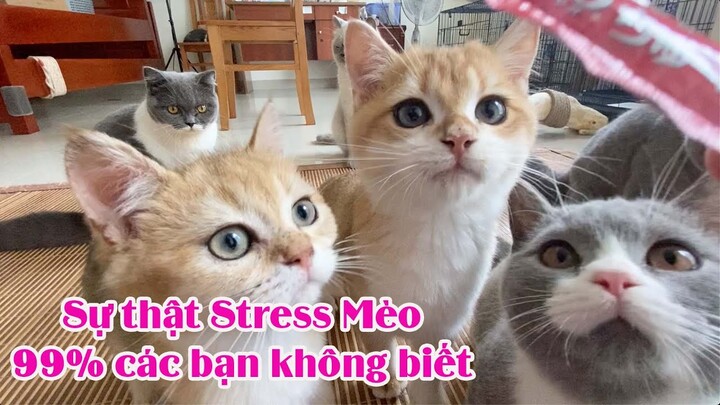 Sự Thật Về Mèo Bị Stress 99% Các Bạn Không Biết - Stress Mèo Phát Hiện Và Cách Chữa Khỏi