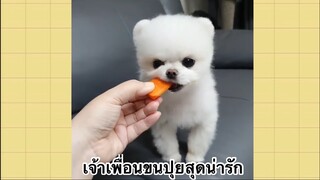 เพื่อนตัวน้อย สัตว์เลี้ยงแสนซน : เจ้าเพื่อนขนปุยสุดน่ารัก