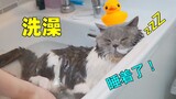全B站洗澡最乖的猫！洗着洗着睡着了，连吹风机都不怕！