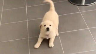 Saat si kecil golden retriever tahu bahwa Anda ingin bermain dengannya! !