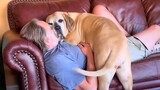 Funny Dog and Their Human will spread happiness into your day - Cute Animal Show Love