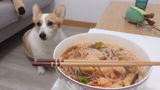 Makan mie bekicot di depan corgi? ?