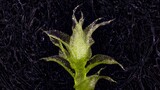 Moss growing under microscope