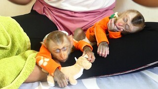 Monkey Baby | Lovely Mom take care Brother Maki and Cute baby Maku Sleeping Well Midday