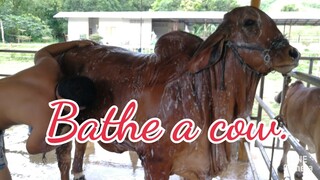ข้อดีของการอาบน้ำให้วัวเป็นอย่างไร How to bathe a cow? |Chatgen channel |
