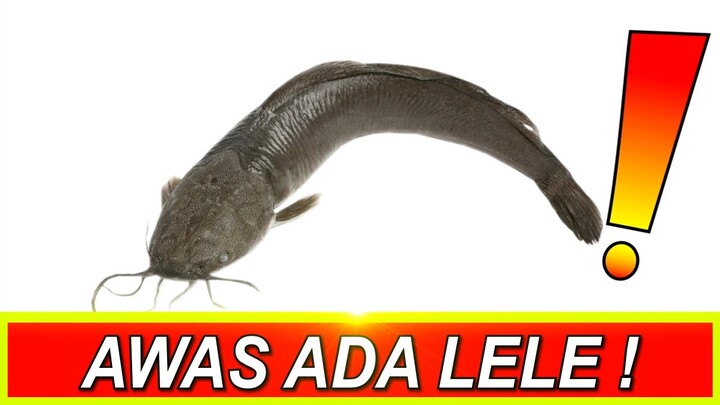 Awas Ada Lele ! (YTP)