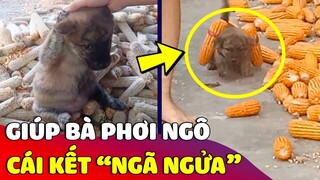 Hai báo con chân ngắn 'GIÚP BÀ PHƠI NGÔ' nhưng cái kết nó 'LẠ LẮM' 😅 | Gâu Đần