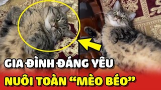 Ngôi nhà nuôi nhiều MÈO BÉO mà đứa nào cũng DỄ THƯƠNG 😍 | Yêu Lu