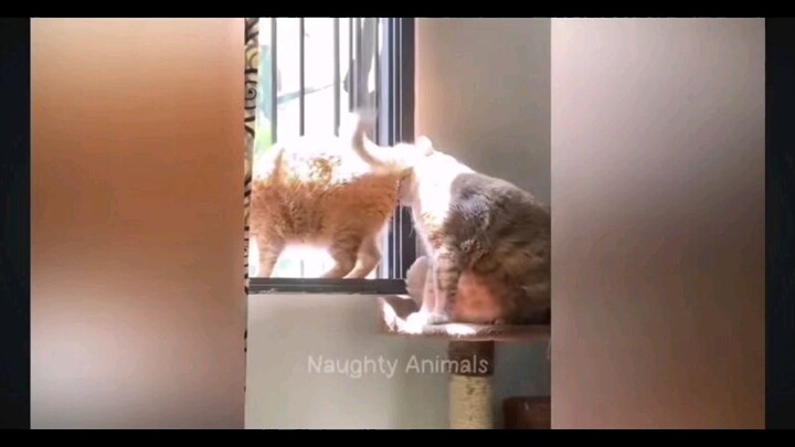 Naughty Animals (Funny video compilations)