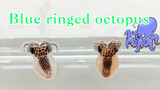 【Animal circle】Raise Blue-ringed Octopus larvae - Ocean Life Mysteries