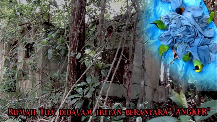 Hutan sumatera terkenal angker || spot baru banyak cucak ijonya. moment awal tahun alhamdulilah
