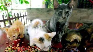 It's raining day will make your fresh with tiny kittens eating