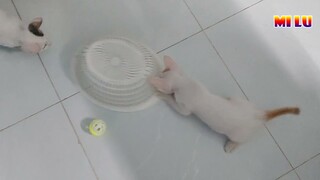 Mèo Đá Bóng Cực Hài Hước và Vui Nhộn - Funniest And Cute Pet | MI LU