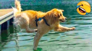 Funniest Animals Videos - Best Funny Cats😹 and Crazy Dogs🐶 Videos 2022!