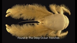 The Yeti Crab