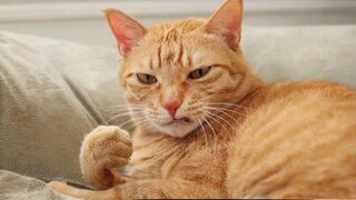 These FUNNY CATS will make you LAUGH SUPER HARD 😹 Funny ANIMALS videos 2024