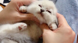 [Pets] Ragdoll Sleepy Massage
