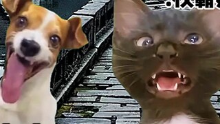 "Nhà hát Cat Meme" Khi bạn nhìn thấy người từng bắt nạt mình rơi xuống nước, mẹ cô ấy đang ở ngay bê