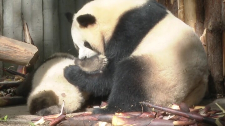 When Baby Panda Pillowed On Her Mom's Bamboo