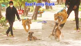 Best Funny Prank Fastest Run Dog when see Fake Tiger at behind so Funny