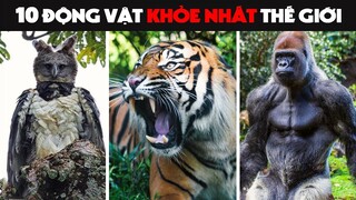 10 LOÀI ĐỘNG VẬT KHỎE NHẤT THẾ GIỚI - HKP