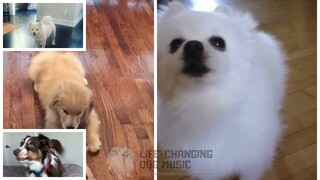 Nandemonaiya but Dogs Sung It (Doggos and Gabe)