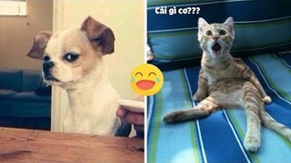 Tổng Hợp Video Chó Mèo Hài Hước Nhất 2023 | Funniest Cats And Dogs Video 😺😍 2023 | Part 17