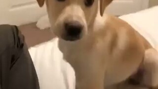 Dog🐶