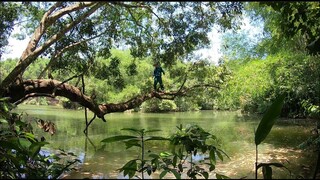 Survive in the forest | Explore Vietnam's rainforest part 2
