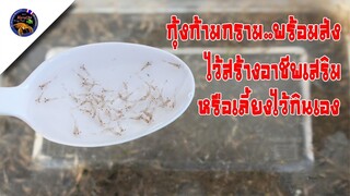 ลูกกุ้งก้ามกรามเลี้ยงเป็นอาชีพเสริมหรือเอาไว้กินพร้อมจัดส่งทั่วประเทศสไตล์korattv