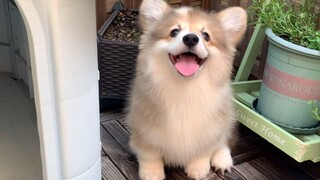 [Động vật]Khoảnh khắc dễ thương của chó corgi lông dài khi tắm