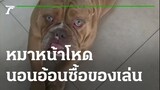 "บอมเบย์" หมาหน้าโหด นอนอ้อนซื้อของเล่น | 02-03-65 | ตะลอนข่าว