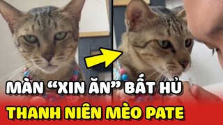 Vẫn là thanh niên mèo Pate với màn XIN ĂN bất hủ 😂 | Yêu Lu