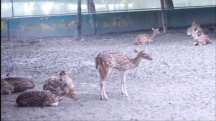 Animal and bird zoo,