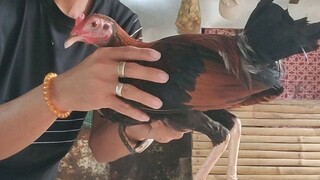 Red kelso 4months old🐓👌🏻YouTube channel: Sh8neverFB Name: Elgen Omelig EscalaTikTok: Elgen Omelig