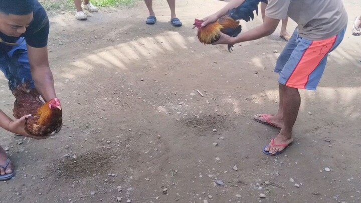 Binabae Vs. Alimbuyogin(1-HIT)