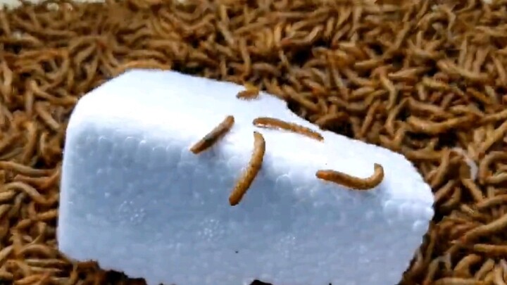 How do mealworms devour foam?