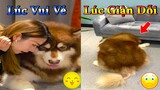 Dương KC | Gấu Alaska Gia Gia #4 | chó thông minh đáng yêu | funny cute smart dog pets | Thú Cưng TV