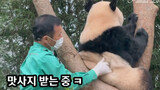 [Pandas] Uncle Feeder Is Giving Panda Fu Bao A Massage