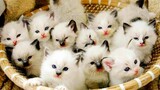 Video Kucing Lucu Banget Bikin Ngakak #105 | Kucing dan Anjing | Kucing Lucu Imut