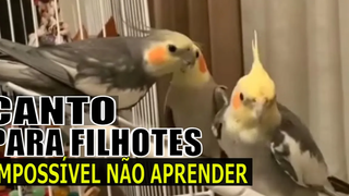 นกค็อกคาเทลดั้งเดิมร้องเพลง The best SINGING To Train Cockatiel Puppies