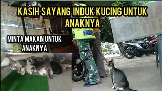 Kucing Ini Minta Makan Sampai Mohon-Mohon Demi Anak-Anaknya Yang Masih Kecil..!