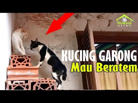 Kucing Garong gak jadi berantem liat kamera
