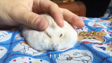 [Seri Keseharian] Telinga Hamster adalah Tombol? Otak Elektrik Abon!