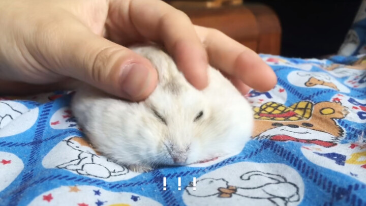 [Animal] Are Hamster's Ears Switches?